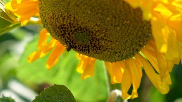 honeybee collects nectar from sunflower