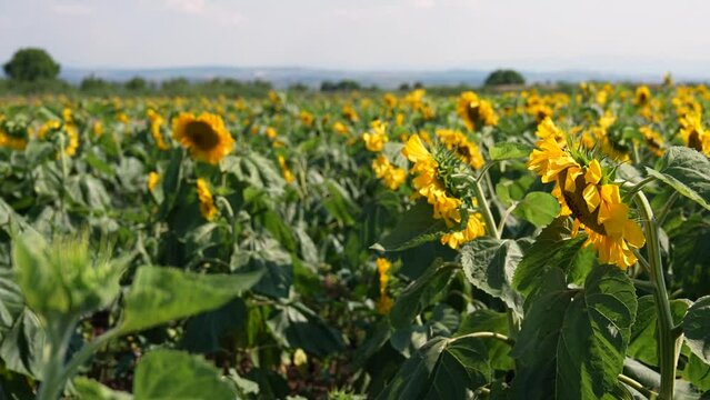 sunflower field