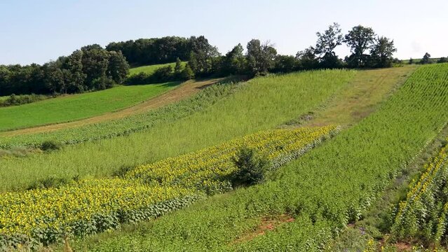 sunflower fields general shot, moving shot
