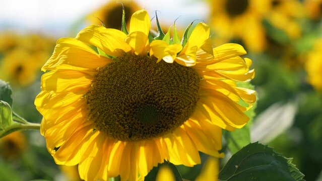 close-up of a honey bee on a beautiful sunflower, fixed plan