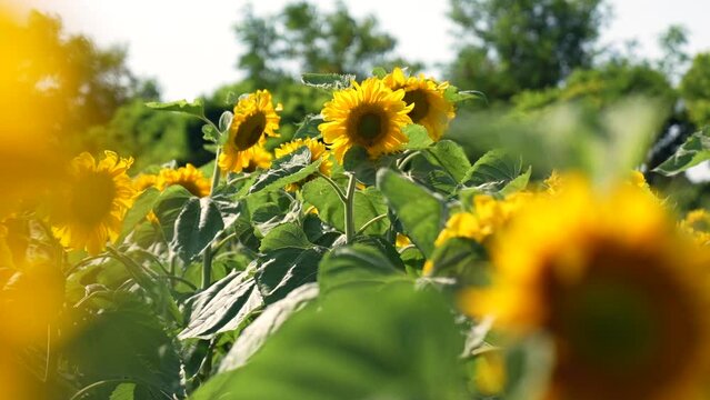beautiful sunflowers, steady plan