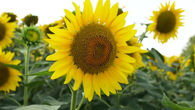close-up beautiful sunflower, fixed plan 