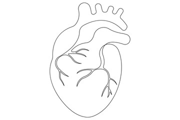 Continuous one line of human heart drawing Anatomical heart outline vector illustration