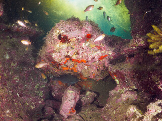 ホンダワラの森にいる、美しいクロホシイシモチ（テンジクダイ科）とメジナ（イスズミ科）他の幼魚の群れ。

日本国神奈川県三浦市荒井浜。
2024年6月撮影。

A school of beautiful Spotnape cardinalfish (Ostorhinchus notatus) and Largescale Blackfish (Girella punctata) and other 