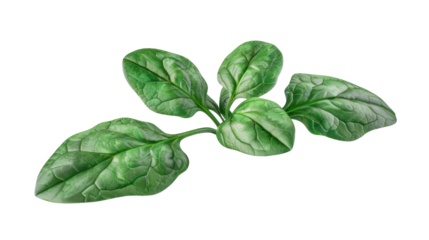 Spinach, leafy, futuristic, Manipulation, on transparent png background, high detail.