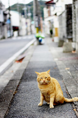 cat on the street