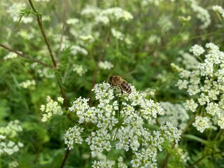 butterfly on a flower