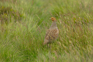 Grey partridge, Scientific name: Perdix Perdix.  Close up of a male Grey or English partridge on managed moorland. Facing left.  Taken from car window, bean bag and long lens. Horizontal.  Copyspace