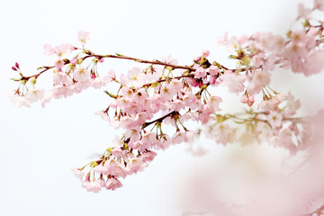cherry blossom sakura