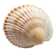 Obraz premium Close up of ocean shell white isolated on Transparent background.