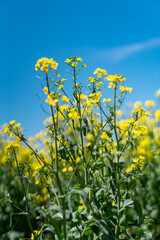 Obraz premium 青空と菜の花畑