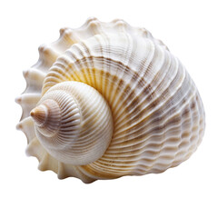 Obraz premium Close up of ocean shell white isolated on Transparent background.