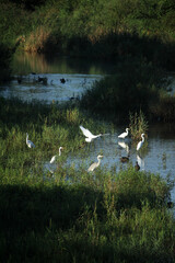 swans on the lake