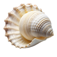 Obraz premium Close up of ocean shell white isolated on Transparent background.