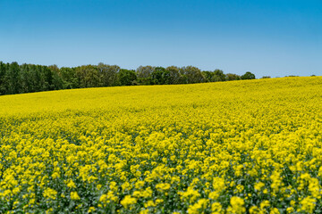 Obraz premium 青空と菜の花畑