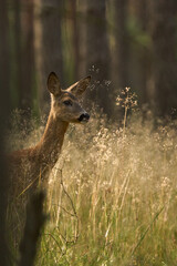 Sarna, gatunek ssaka z rodziny jeleniowatych.Jedno z ważniejszych zwierząt łownych Europy
