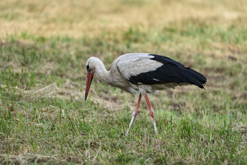 Bocian biały spacerujący po łące szukający pokarmu