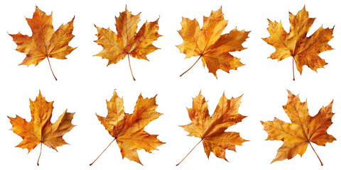 Obraz premium Set of Thanksgiving Fall Leaves isolated on transparent png background. Generative ai