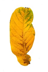 The leaves are mostly yellow with some green. Especially around blood vessels and edges. This...