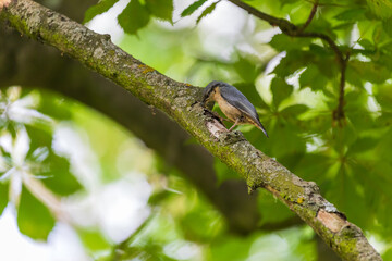 A small gray songbird Sitta europaea sits on a tree branch.