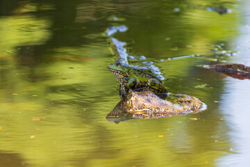 Green frog Common toad - Bufo bufo is on the surface of the pond.