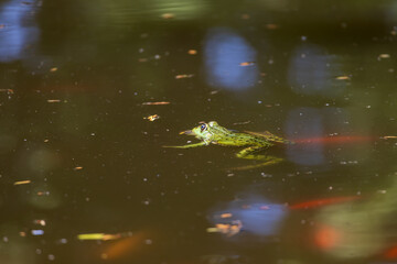 Green frog Common toad - Bufo bufo is on the surface of the pond.