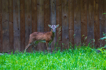 A small baby Mouflon - Ovis musimon stands by the wooden wall of the feeder.