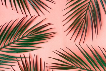 Tropical palm tree leaf pattern on pastel pink background. Copy space for the text. Minimal concept