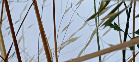 reeds and plants rising towards the sky