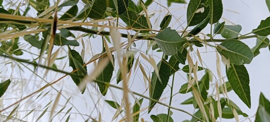 Fototapeta premium reeds and plants rising towards the sky