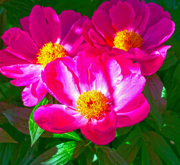 Pfingstrosen (Paeonia)