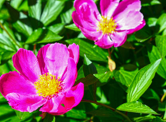 Fototapeta premium Pfingstrosen (Paeonia)