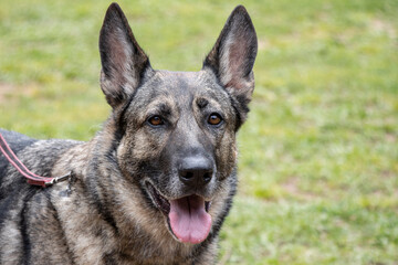 portrait of working german shepherd sable breed dog