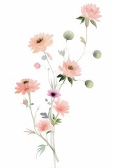 watercolor illustration of flowers, flower clip art. Bouquet of peonies