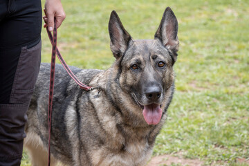 portrait of working german shepherd sable breed dog