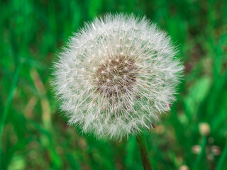 Dandelion flower head. Numerous small florets with a seed head. Macro photography