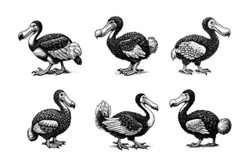 set of dodo bird illustration. hand drawn black and white dodo extinct bird vector illustration isolated white background © Nurjen