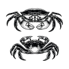 set of crab illustration. hand drawn black and white crabs vector illustration isolated white background