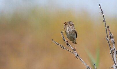 Corn Bunting (Emberiza calandra) is a songbird. It is common in Turkey.