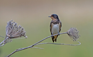 Barn Swallow (Hirundo rustica) is a common species of swallow. It lives in Africa in winter and in Asia and Europe in summer.