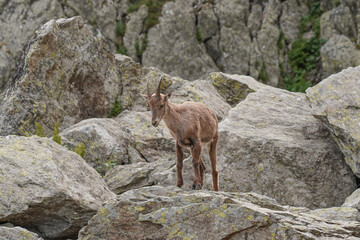 Impressive mountain goats in the wild during hiking the Tour du Mont Blanc. 