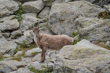 Obraz premium Impressive mountain goats in the wild during hiking the Tour du Mont Blanc. 