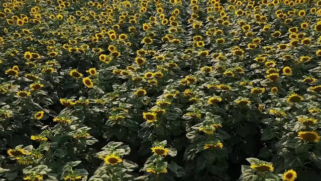 aerial shot of sunflower field, drone moving forward