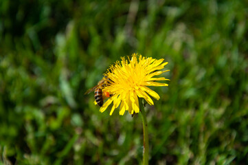 Close up photo of a yellow blooming dandelion with a bee.