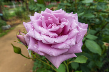 ピンクの薔薇と水滴