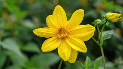 Obraz premium Dahlia pinnata a Bright Yellow Flower in the Asteraceae Family