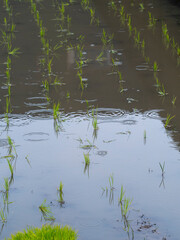 雨が降る街中の水田