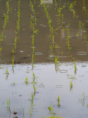 雨が降る街中の水田