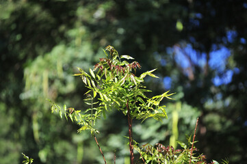 aesthetic wallpaper, beautiful blue sky with green trees