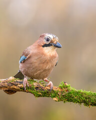 Sójka Garrulus glandarius